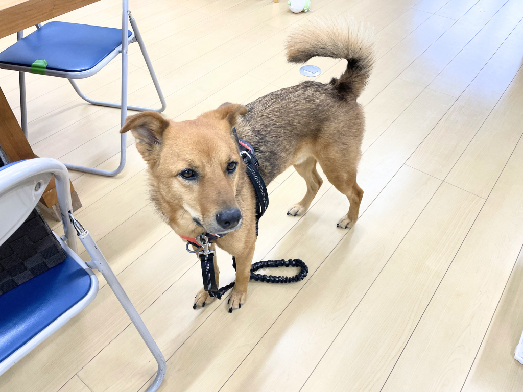 写真、セラピー犬のタンジロー。毎日お出迎えをしてくれます